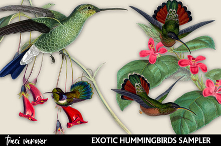 Exotic Hummingbirds Clipart Set