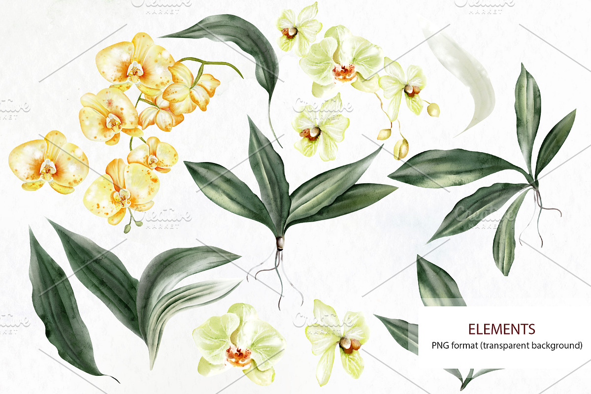 WATERCOLOR ORCHIDS, an Object Graphic by Knopazyzy (Photo 16 of 18)