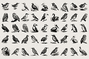 260 Birds Illustrations, an Animal Illustration by Nocturnal Wolf (Thumbnail 10 of 13)
