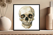 Antique Anatomy Overlays Set, an Illustration by DreamCafeArt (Thumbnail 6 of 7)