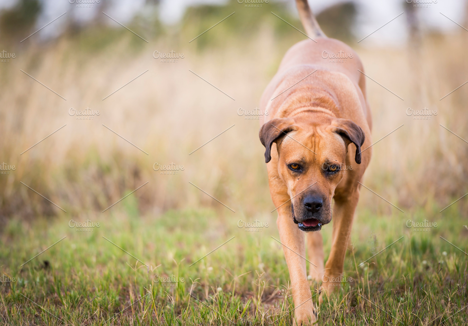 Boerboel Dog, an Animal Photo by THP Creative