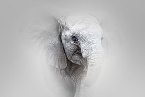 Elephant Charging fine art