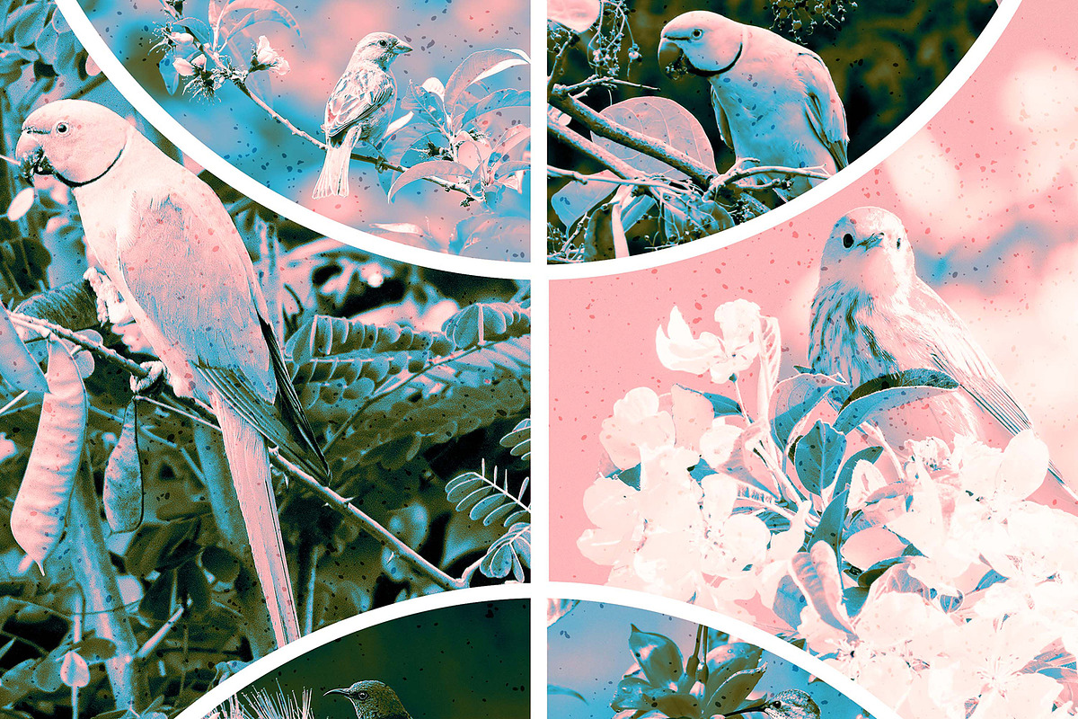 Collage Photo Frame Design Bundle, a Print Template by MRI STUDIO (Photo 28 of 42)