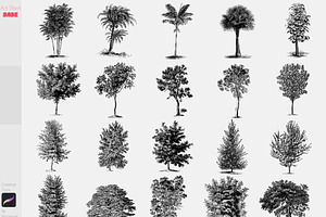 Procreate Realistic Tree Stamps