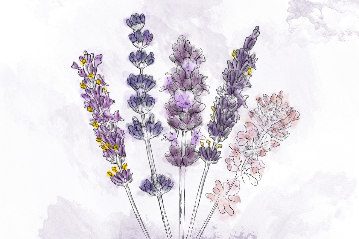 Hand-Drawn Lavender watercolour, a Decorative Illustration by Cosmic_Latte_studio