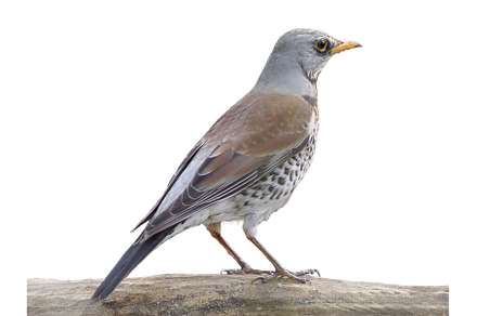 Fieldfare or Turdus pilaris sitting, a Nature Photo by Fascinadora