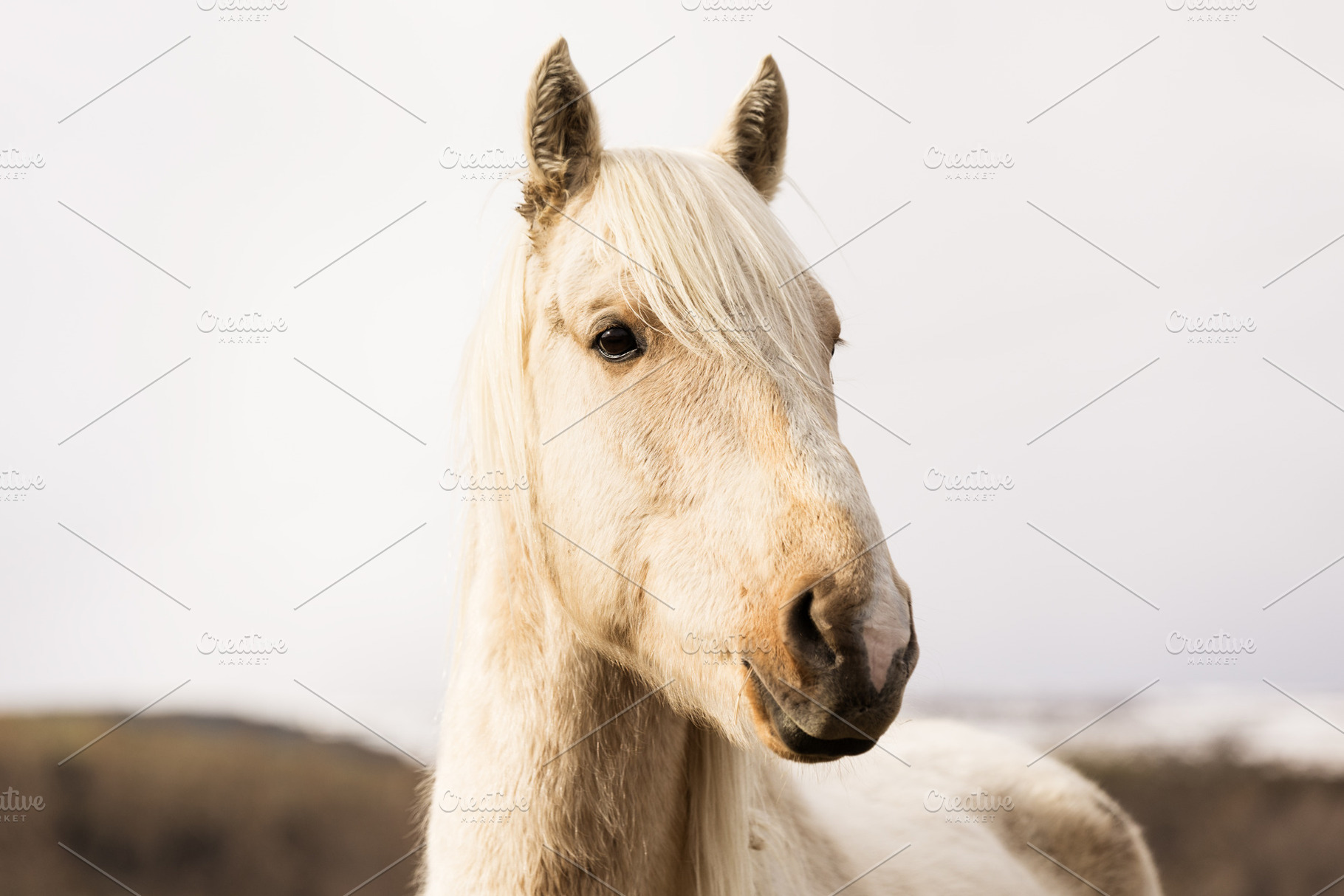 White Horse in a Natural Outdoor Lan, an Animal Photo by Perpis