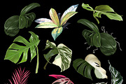 Tropical life. 100+ Parrot & flower, an Illustration by NNclipart (Thumbnail 8 of 14)