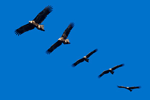 Wedge Tailed Eagle Montage, an Animal Photo by THP Creative