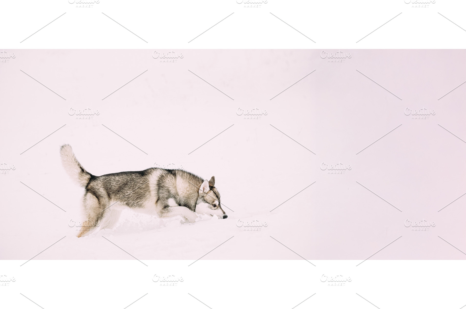 Young Husky Dog Sniffing Outdoor In, an Animal Photo by Our Amazing World