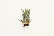 Retreat | Botanical Stock Photo Bund, a Nature Photo by MDSN Design (Thumbnail 10 of 16)