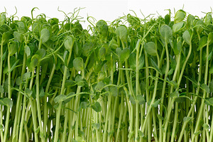 Fresh green pea microgreens sprouts on a white background, a Food & Drink Photo by ndanko