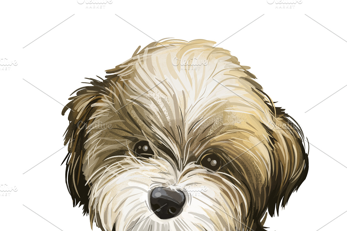 Poodle Cross Breeds 27 Dogs/Puppies, an Animal Illustration by Dneprstock (Photo 7 of 27)