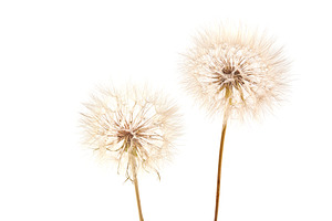 Big dandelion