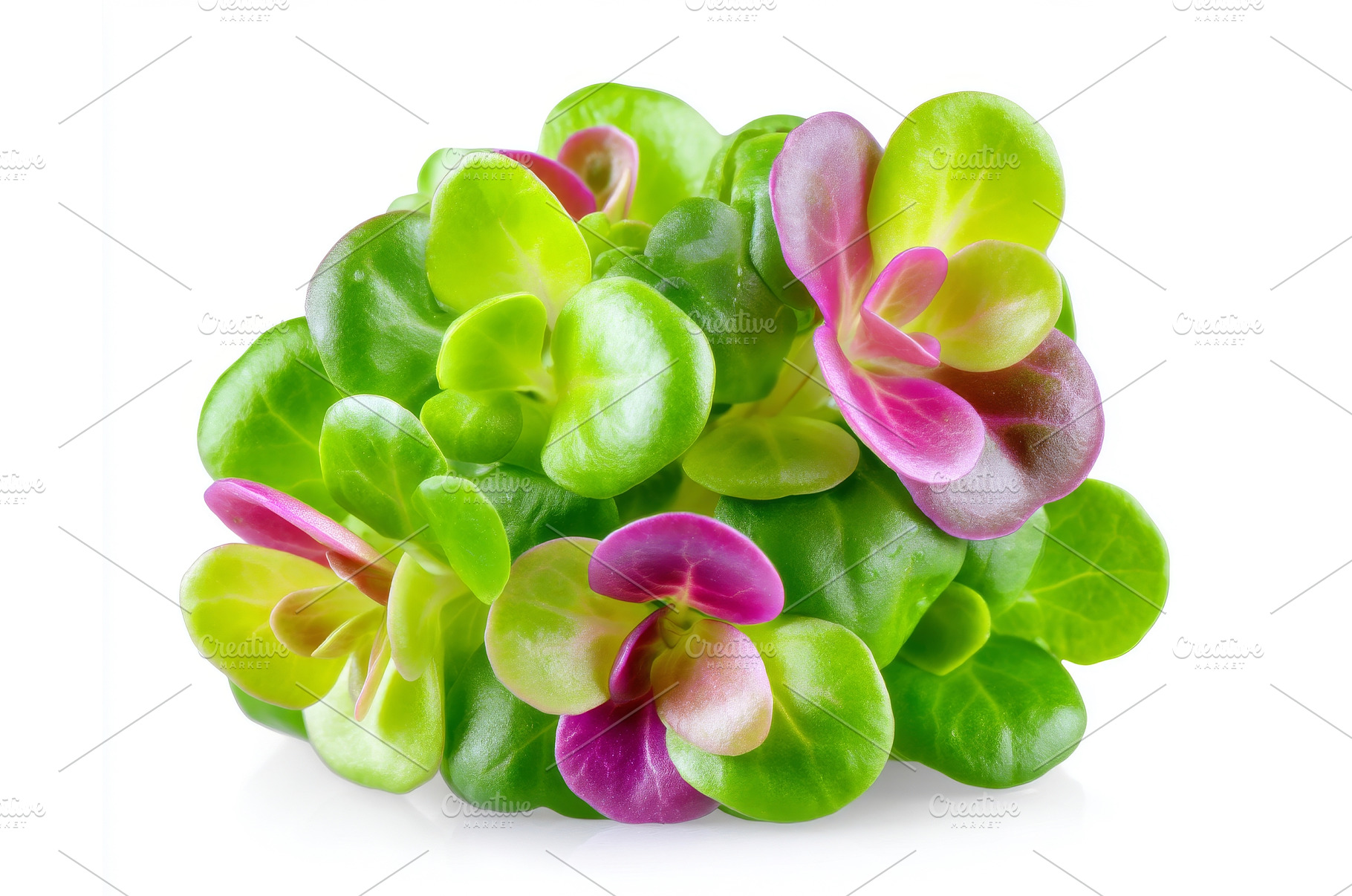 Fresh organic radish microgreens on, a Food & Drink Photo by ZinetroN
