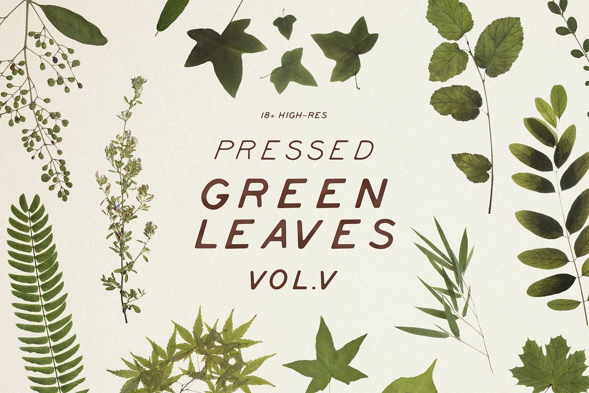 BUNDLE - Dry Flowers & Leaves, an Object Graphic by Sparrow & Snow (Photo 26 of 28)
