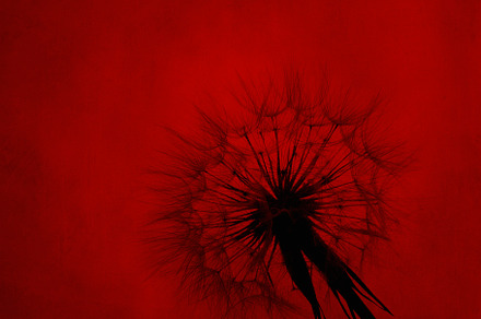 Dandelion silhouette on red textured, an Abstract Photo by hitdelight