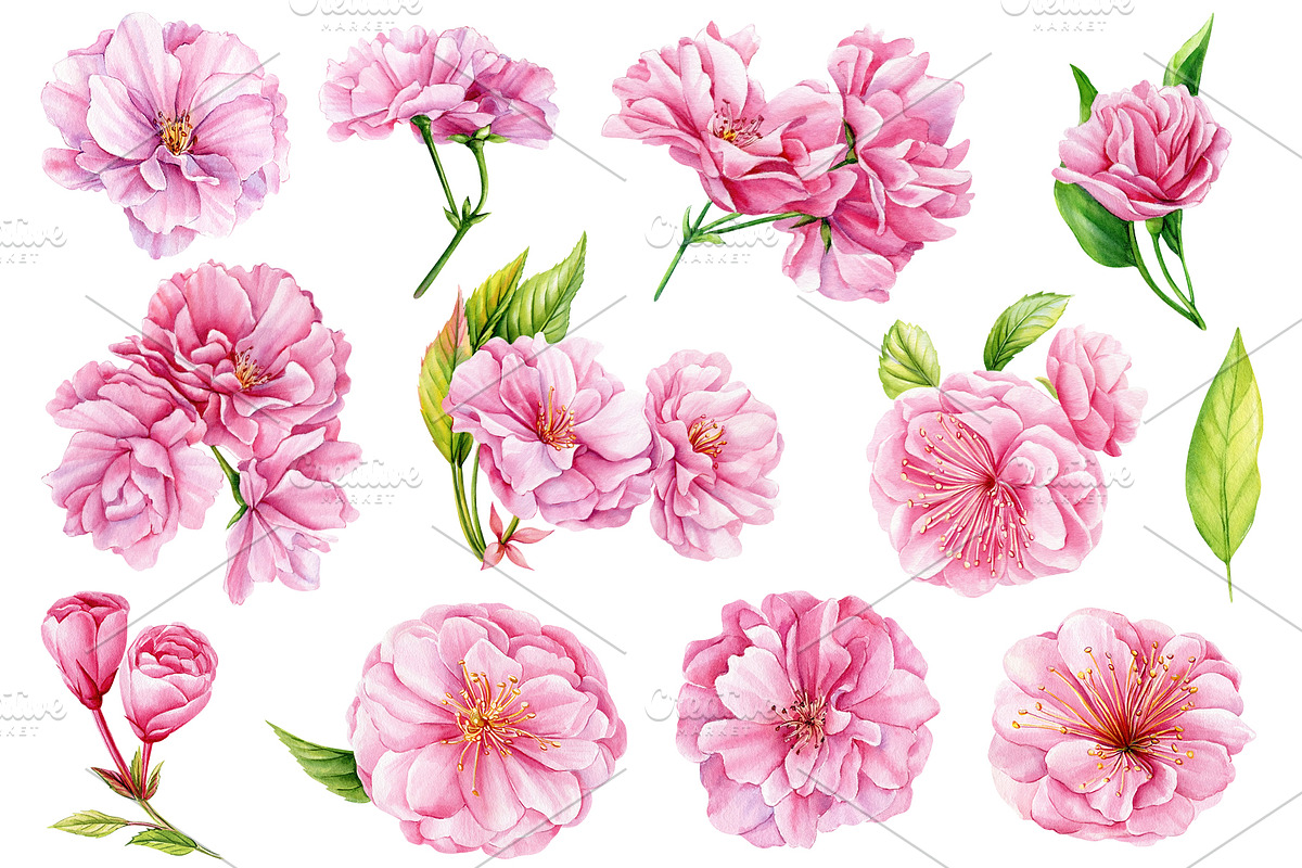 Watercolor Cherry blossom Sakura, an Object Illustration by Hanna Hryharenka (Photo 5 of 8)