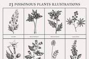 Poisonous Plant Vector Illustrations, an Object Graphic by Yevheniia (Thumbnail 10 of 11)