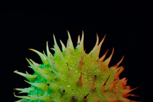 Close-up of a vibrant green spiky seed pod isolated on black bac, a Background Photo by Ales Munt