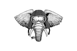 Animal wearing motorycle helmet