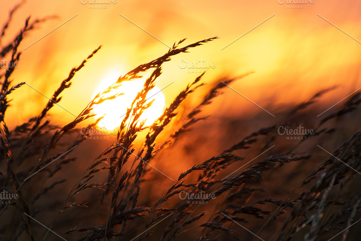Cropfield sunset Bundle, a Nature Photo by Photo shack (Photo 2 of 6)