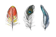 Watercolor hand drawn feathers, an Illustration by narinadraban (Thumbnail 3 of 3)