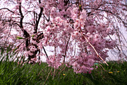Japanese Cherry Blossom Photo Bundle, a Nature Photo by Silent Nature (Thumbnail 10 of 10)