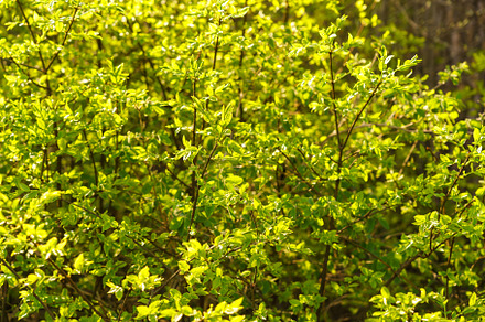 Full frame image of dense lime green shrub with young leaves in late spring or
