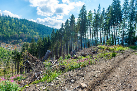 Forest deforestation cut tree, a Nature Photo by Vapi