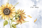 Sunflowers Watercolor Clipart., a Decorative Illustration by NKTKNS (Thumbnail 4 of 6)