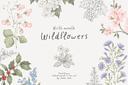 Wildflowers. Hand drawn pencil flora, a Decorative Illustration by Kreker Kate (Thumbnail 1 of 12)