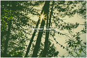 THE FOREST COLLECTION iseeyouphoto preview 3