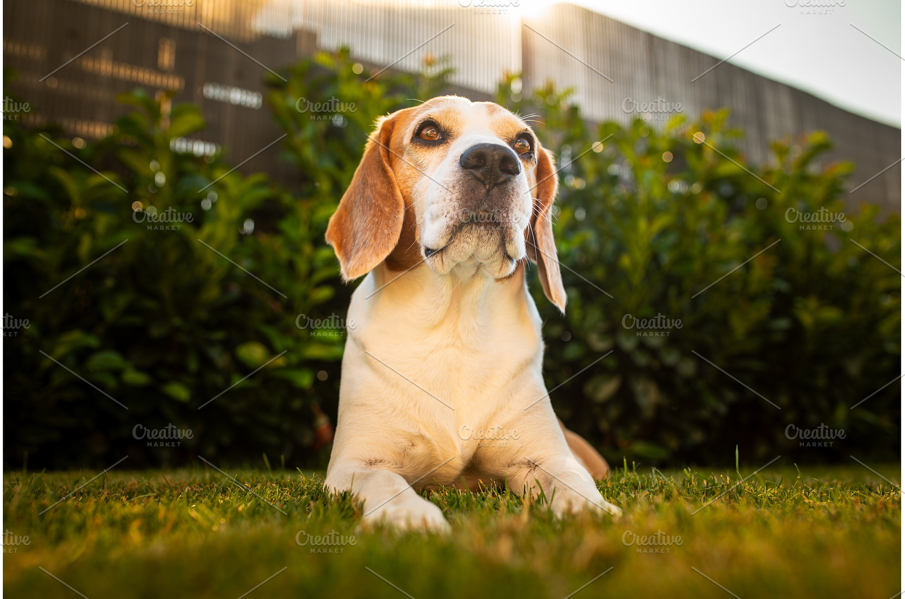 Close up of tri colour Beagle hound, an Animal Photo by MadPhotos