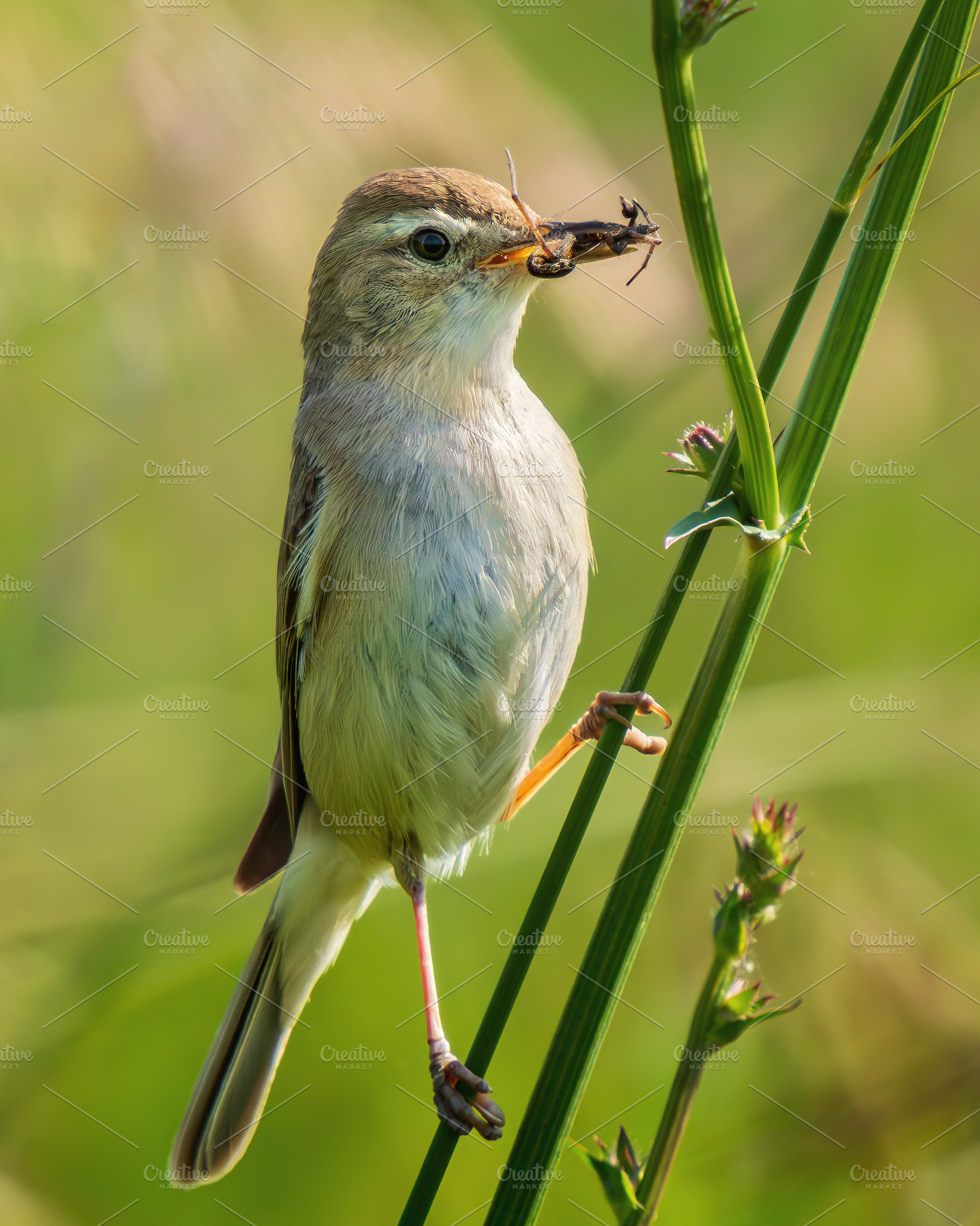 Booted warbler with insect in beak, an Animal Photo by Fascinadora
