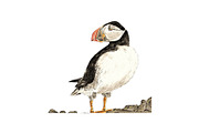 Puffins Seabird  paintings clipart, an Illustration by Doggy Days (Thumbnail 5 of 6)