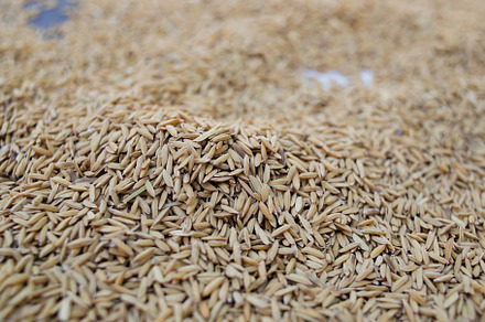 Close-up of rice texture (grain)