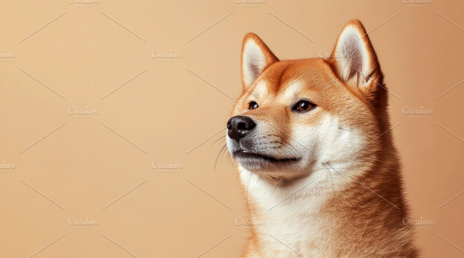 Shiba Inu dog with alert expression and red white fur looking si, an Animal Photo by José Manuel Gelpi