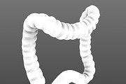 Human colon. Animated, a Characters & Person 3D Model by konstantin.ermolaev (Thumbnail 3 of 6)