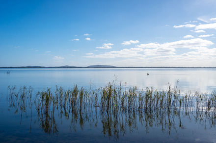 Swan gliding on Lake Colac, Victoria, Australia, with reeds