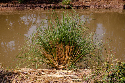 Vetiver Grass Edge of the pond