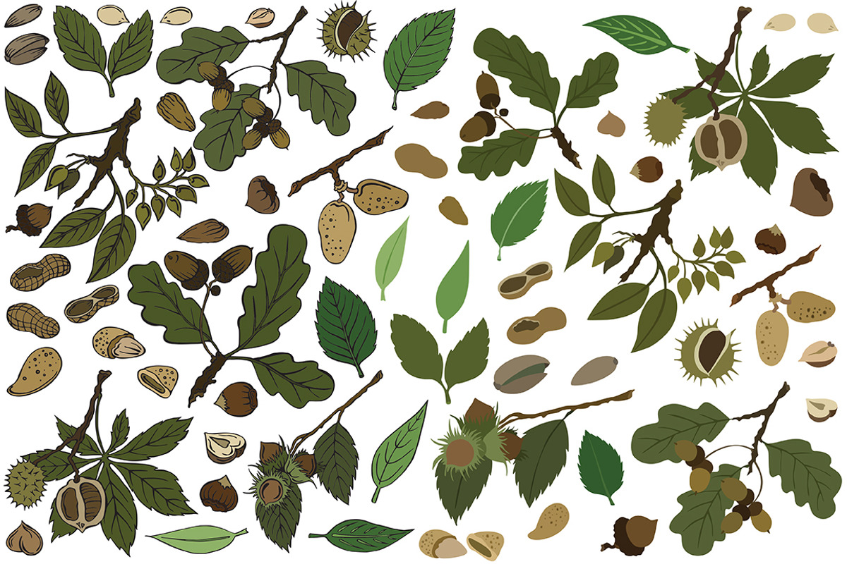 Vector nuts, an Illustration by risovanya