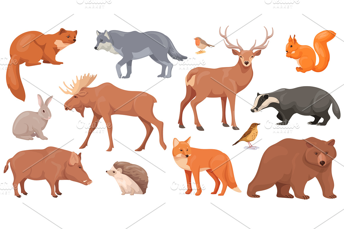 Woodland wild animal. Forest, an Animal Illustration by Stock-Smart-Start