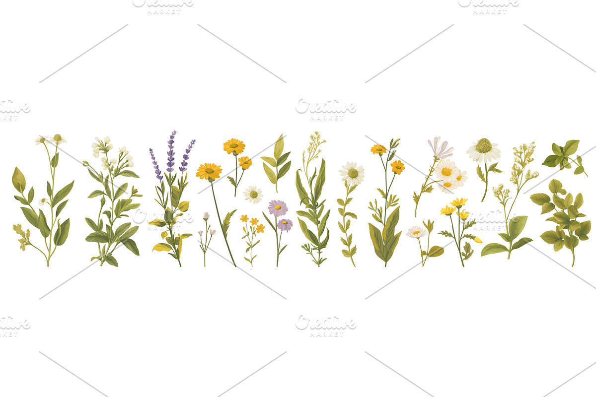 Plants watercolor set. Chamomile, an Object Illustration by Stock-Smart-Start