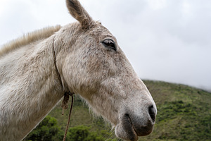 Horse resting on the Humantay Lake trek in the Peruvian Andes, an Animal Photo by GoodGoods