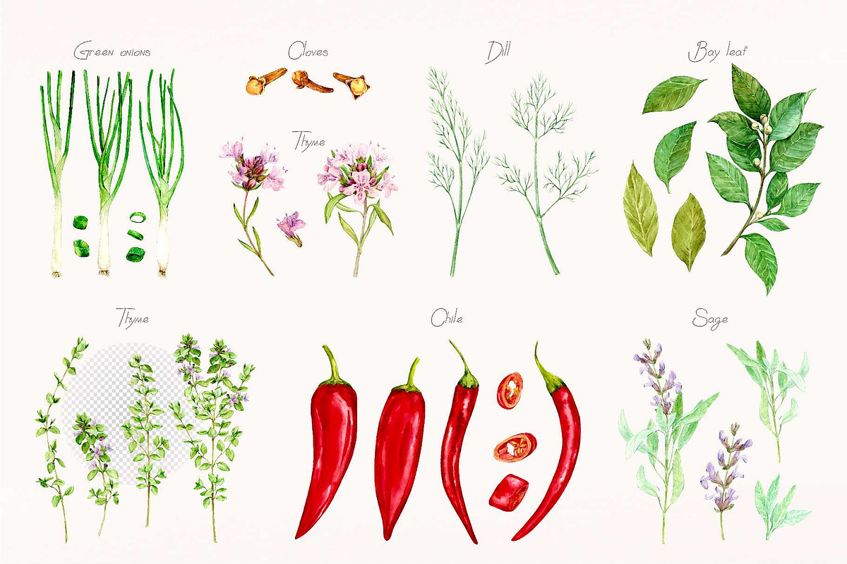 Culinary Herbs. Watercolor Set, a Food Illustration by Tata Pilip (Photo 14 of 14)