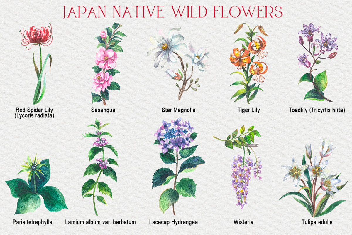 Japan native wild flowers watercolor, a Decorative Illustration by FITALARTSNEDIGI (Photo 4 of 8)