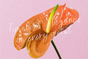 Valoria Script, a Script Font by Berdansabersama (Thumbnail 8 of 9)