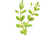 Bacopa Botanical Illustration Set, an Illustration by Anna Repp Illustration (Thumbnail 6 of 7)