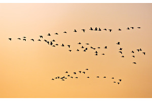 A beautiful sunrise with flocks of, an Animal Photo by Lukas Jonaitis SHOP